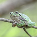 A frog in a tree by fayefaye