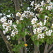 White Flowers on Tree by sfeldphotos