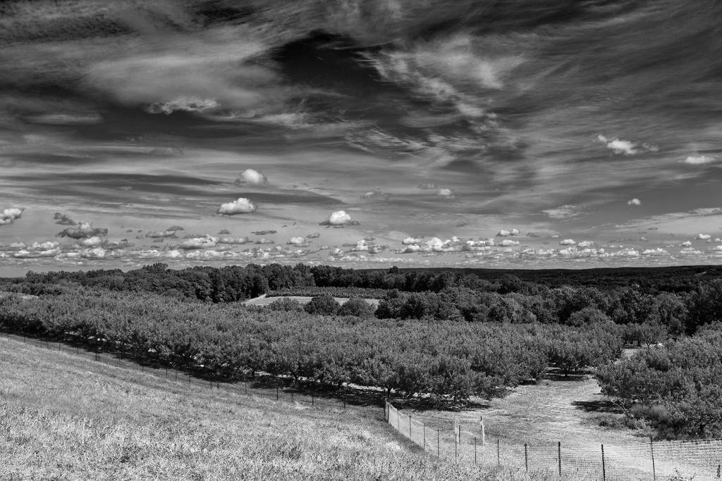 Nice Day for Apple Picking by ramr