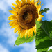 sooc sunflower by jackies365