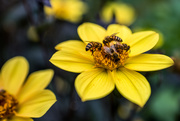 4th Sep 2019 - Dahlia Bees