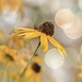 Flowery Bokeh by lynnz