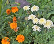 4th Sep 2019 - Orange and white Marigolds