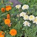 Orange and white Marigolds by sandlily