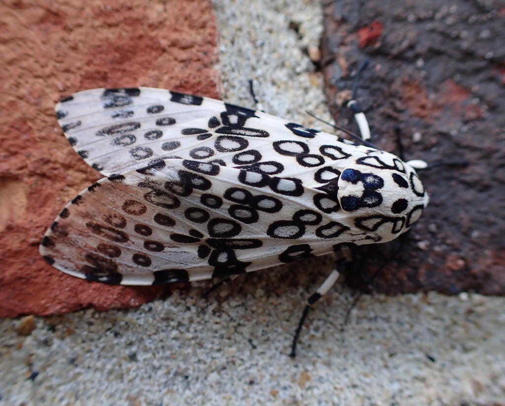 Leopard Moth by cjwhite