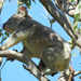 always onwards and upwards ... by koalagardens