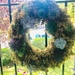 Living Wreath is Thriving by elainepenney