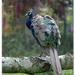peacock 🦚 by lastrami_