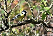 5th Sep 2019 - RK3_9798 Great Tit