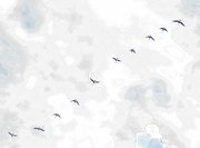 1st Sep 2019 - overhead geese