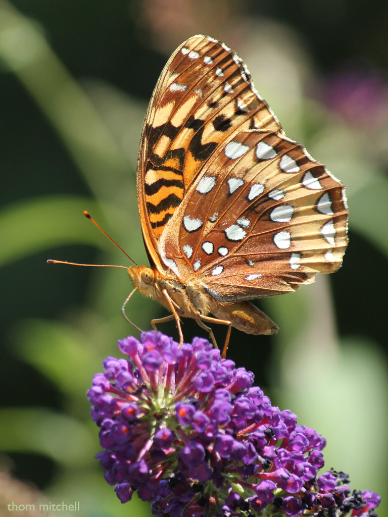 Great Spangled Fritillary  by rhoing