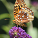 Great Spangled Fritillary  by rhoing