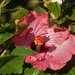 Beautiful Hibiscus ~  by happysnaps