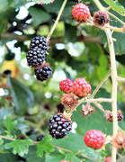 5th Sep 2019 - Yummy blackberries! 