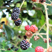 Yummy blackberries!  by bigmxx