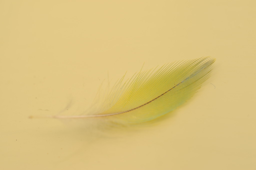 Tiny Feather by fbailey