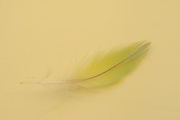 5th Sep 2019 - Tiny Feather