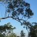 nifty kooka by koalagardens