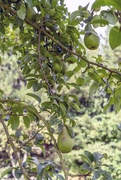 5th Sep 2019 - Pears almost ready