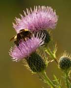 5th Sep 2019 - bumblebee and thistle