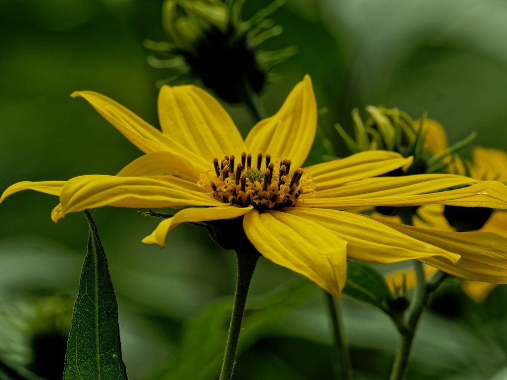sunflower by rminer