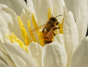4th Sep 2019 - bee closeup