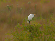4th Sep 2019 - great white egret