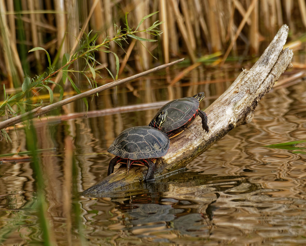 turtles with reflections by rminer