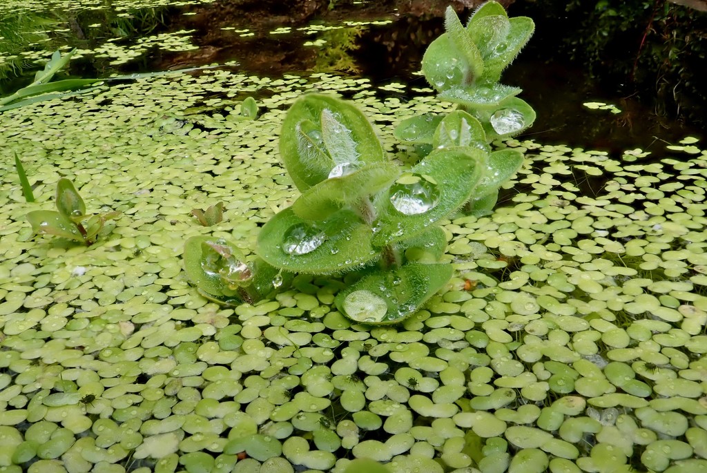 POND WEED AND WATER DROPS by markp