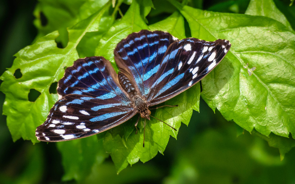 Blue Striped Butterfly by marylandgirl58