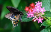 30th Aug 2019 - Pipevine Swallowtail