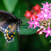 Pipevine Swallowtail by marylandgirl58