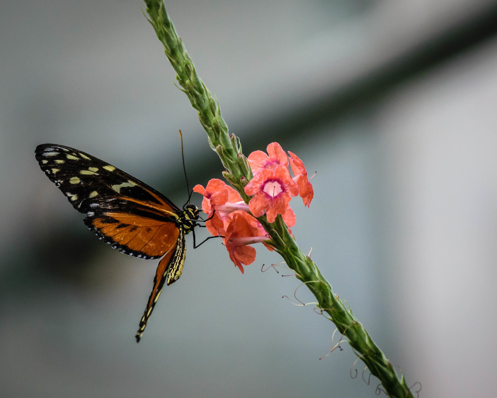 Orange and Black Butterfly by marylandgirl58