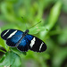 Papillon Bleu on Green by marylandgirl58