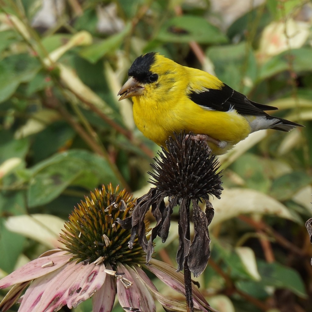 Eating coneflower seeds by tunia