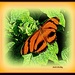 Dryadula phaetusa, or Orange Tiger by vernabeth