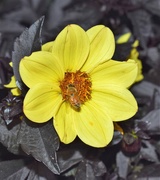 5th Sep 2019 - Happy Days Yellow Dahlia