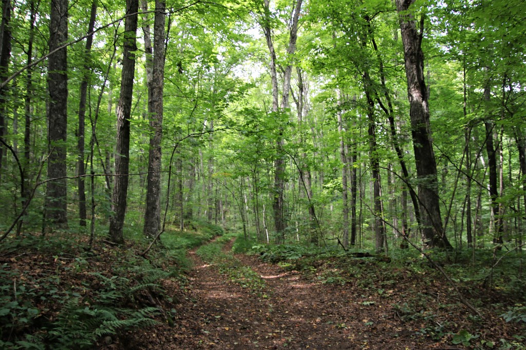 forest path by edorreandresen