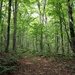 forest path by edorreandresen