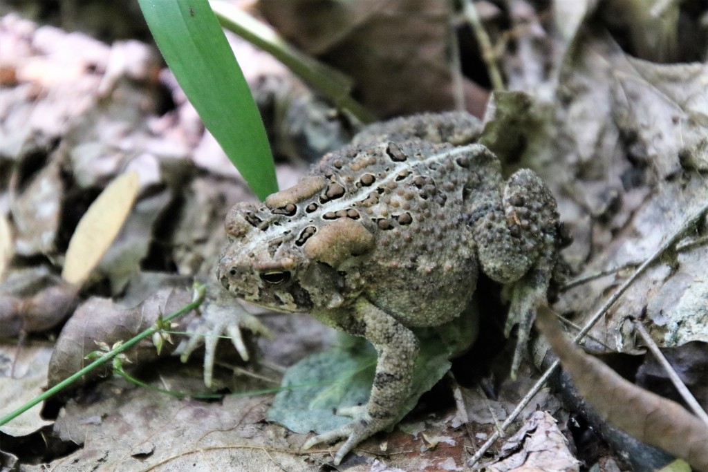 Fowler's toad by edorreandresen
