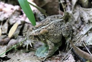 5th Sep 2019 - Fowler's toad