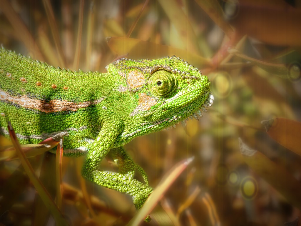 Chameleon  by ludwigsdiana