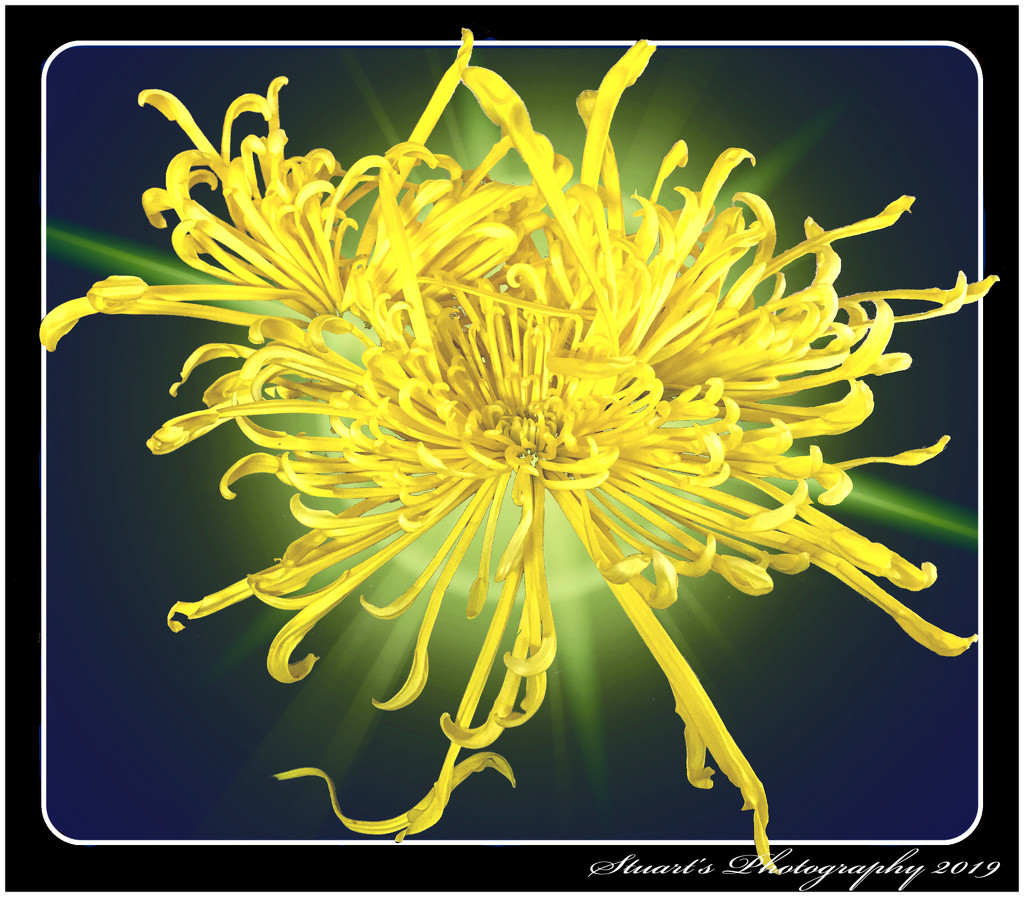 Sunburst Chrysanthemum  by stuart46
