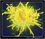 6th Sep 2019 - Sunburst Chrysanthemum 