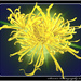 Sunburst Chrysanthemum  by stuart46