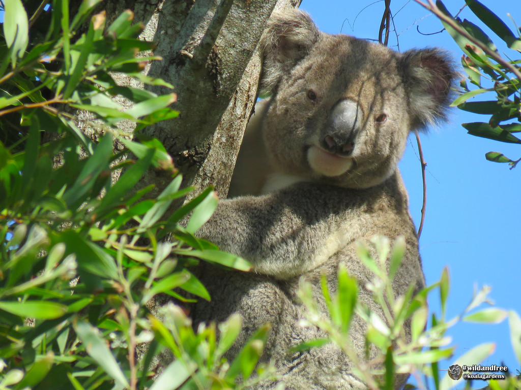 Hugo is hard to hide by koalagardens