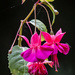 Fuchsia by pamknowler