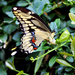 Giant Swallowtail by photographycrazy