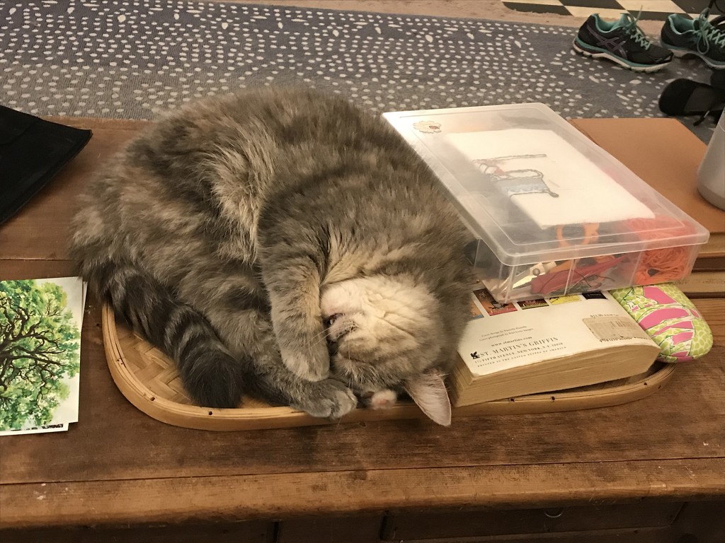 Cat nap by gratitudeyear