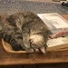 Cat nap by gratitudeyear